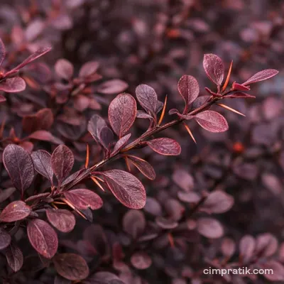 Kırmızı Hanım Tuzluğu (Berberis thunbergii 'Atropurpurea')