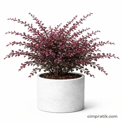 Kırmızı Hanım Tuzluğu (Berberis thunbergii 'Atropurpurea') - 3