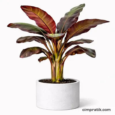 Red Banana - Musa Ensete 'Ventricosum Maurelli'