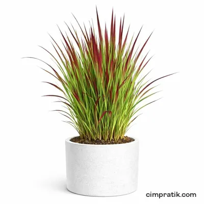 Kırmızı Uçlu Saz - Imperata Cylindrica
