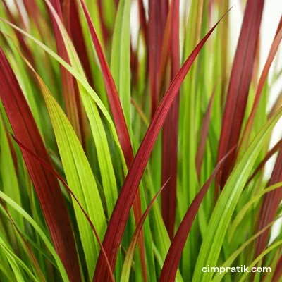 Kırmızı Uçlu Saz - Imperata Cylindrica - 2