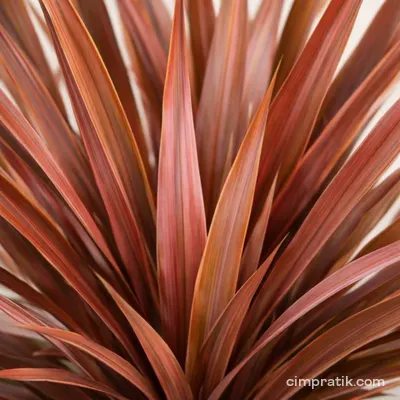 Kırmızı Yeni Zelanda Keteni (Phormium tenax 'Atropurpureum')