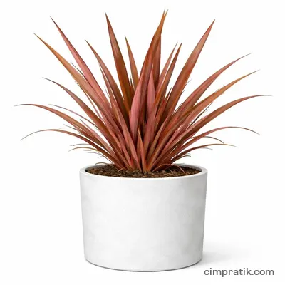Kırmızı Yeni Zelanda Keteni (Phormium tenax 'Atropurpureum') - 3
