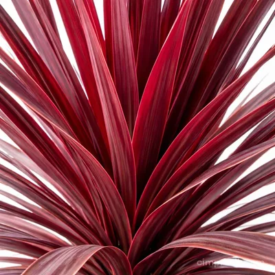 Kızıl Kordilin - Cordyline Australis 'Red Star'