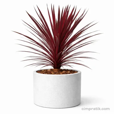 Kızıl Kordilin - Cordyline Australis 'Red Star' - 3