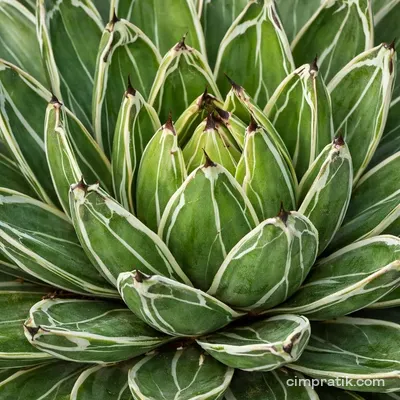 Kraliçe Victoria Agave (Agave victoriae-reginae)