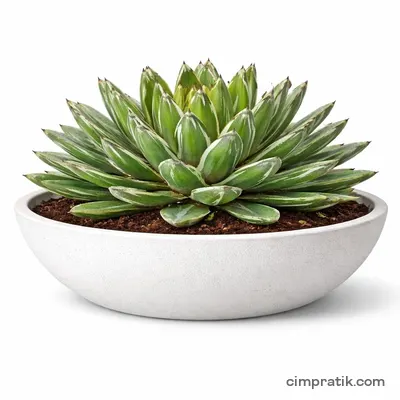 Queen Victoria Agave (Agave victoriae-reginae) - 3