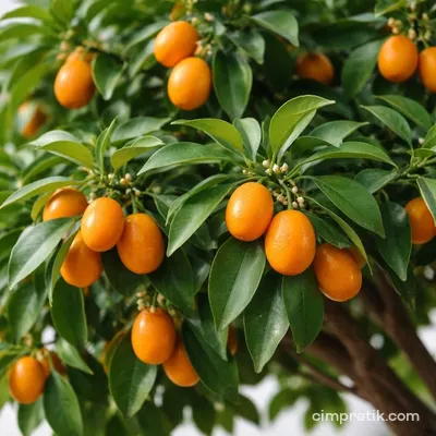 Kumquat (Citrus fortunella)