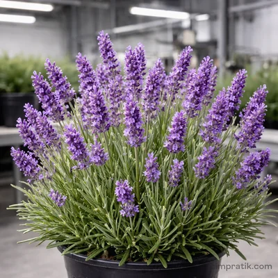 Lavender - Lavandula Angustifolia