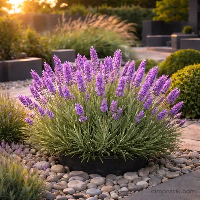 Lavender - Lavandula Angustifolia - 2