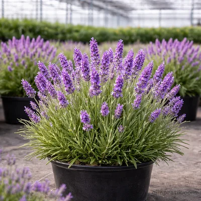 Lavender - Lavandula Angustifolia - 3