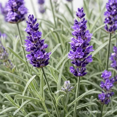 English Lavender