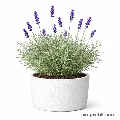 Lavanta (Lavandula angustifolia) - 3