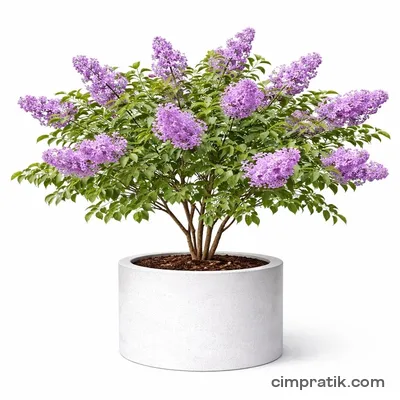 Lilac (Syringa vulgaris) - 3