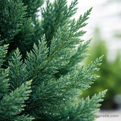 Leyland Cypress Hedge Plant
