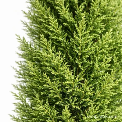 Leylandi - Melez Servi (Cupressocyparis leylandii)