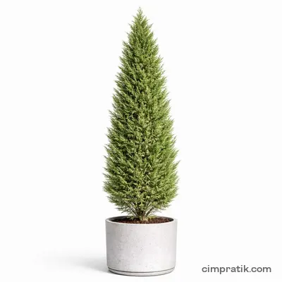 Leyland Cypress (Cupressocyparis leylandii) - 3