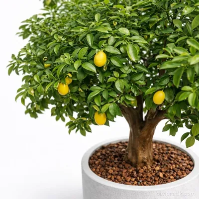 Limon Ağacı - Citrus Lemon - 2