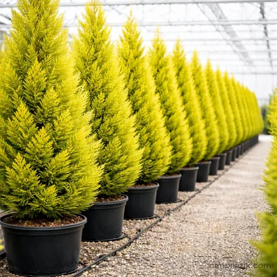 Lemon Cypress - Goldcrest - 2