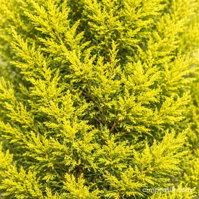 Limoni Servi (Cupressus macrocarpa)