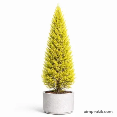 Limoni Servi (Cupressus macrocarpa) - 3