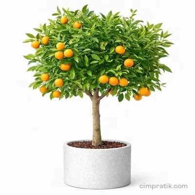 Mandarin Tree - Citrus Reticulata - 3