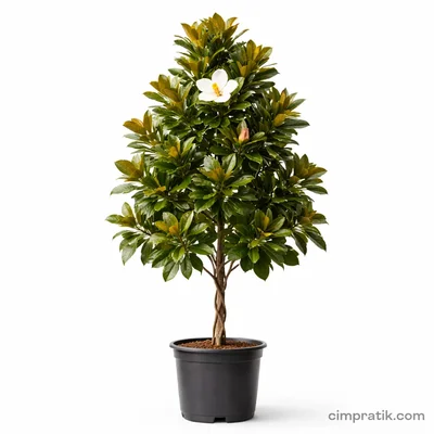 Manolya - Magnolia Grandiflora