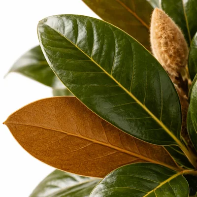 Magnolia - Magnolia Grandiflora - 3