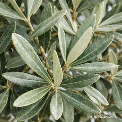 Mushroom Olive Tree (Olea europaea 'Mushroom')