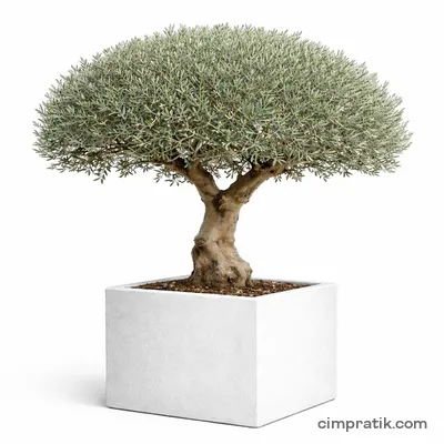 Mantar Zeytin (Olea europaea 'Mushroom') - 3