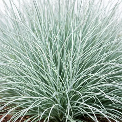 Mavi Çim - Festuca Ovina 'Glauca'
