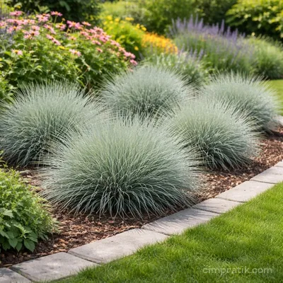 Mavi Çim - Festuca Ovina 'Glauca' - 2