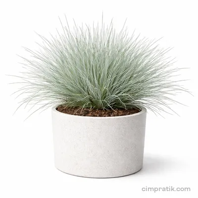 Mavi Çim - Festuca Ovina 'Glauca' - 3