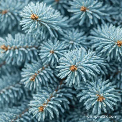 Mavi Ladin (Picea pungens 'Glauca')