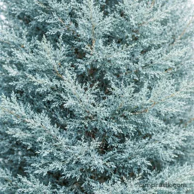 Mavi Servi - Arizona Servisi (Cupressus arizonica)