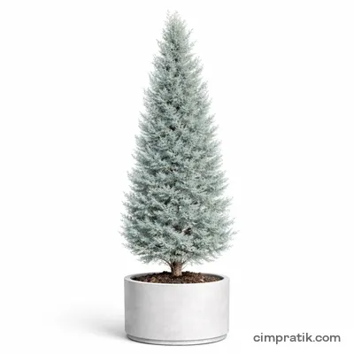 Arizona Cypress (Cupressus arizonica) - 3