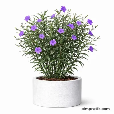 Meksika Petunyası - Ruellia Brittoniana