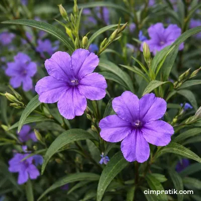 Meksika Petunyası - Ruellia Brittoniana - 2