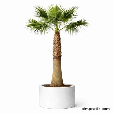 Meksika Yelpaze Palmiyesi - Washingtonia Robusta