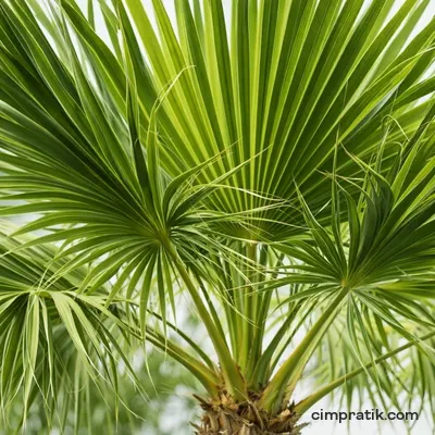 Mexican Fan Palm - Washingtonia Robusta - 2