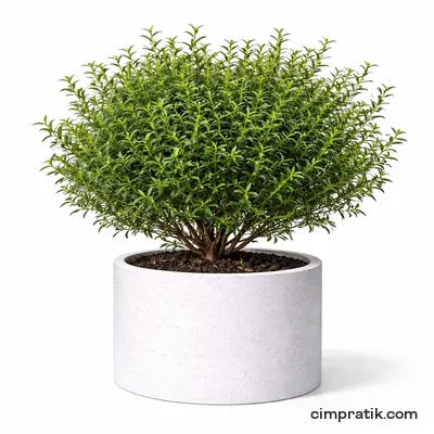 Common Myrtle - Myrtus Communis