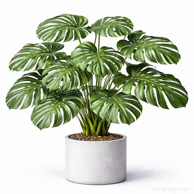 Monstera Deliciosa - Swiss Cheese Plant