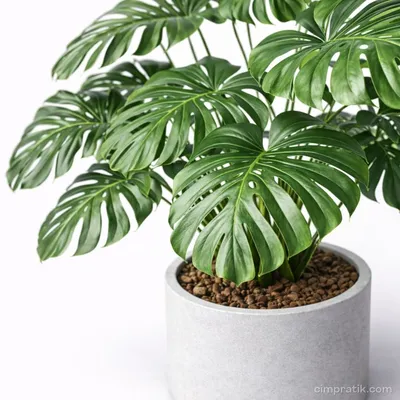 Monstera Deliciosa - Deve Tabanı - 2