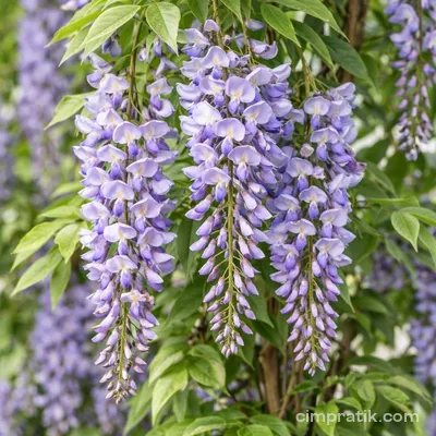 Mor Salkım (Wisteria sinensis)