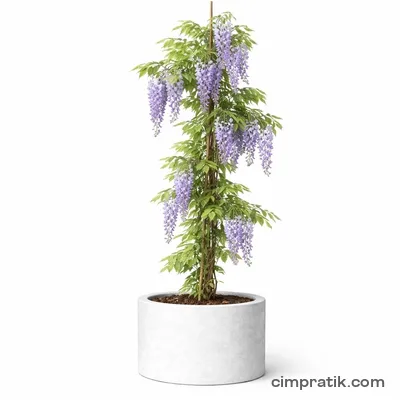 Chinese Wisteria (Wisteria sinensis) - 3