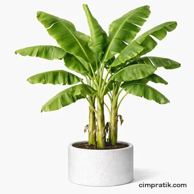 Banana Plant - Musa Paradisiaca