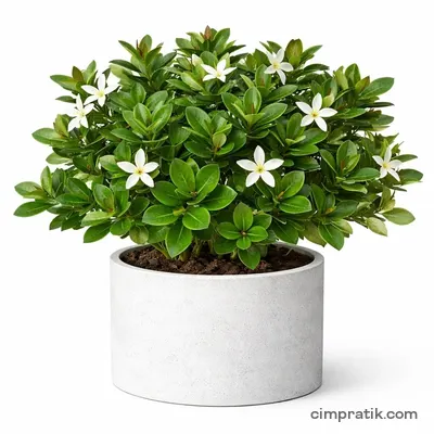Natal Eriği (Carissa macrocarpa) - 3