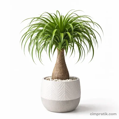 Ponytail Palm - Beaucarnea Recurvata