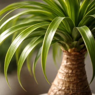 Nolina - Beaucarnea Recurvata - 2