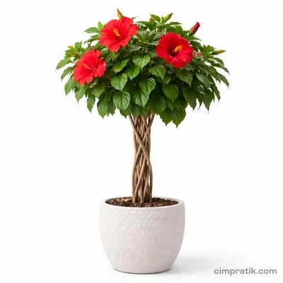 Braided Hibiscus - Rosa-sinensis